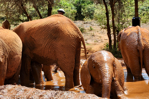 Tour di un giorno dell&#039;orfanotrofio degli elefanti, delle giraffe e di Bomas of Kenya