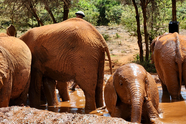 Tour di un giorno dell&#039;orfanotrofio degli elefanti, delle giraffe e di Bomas of Kenya