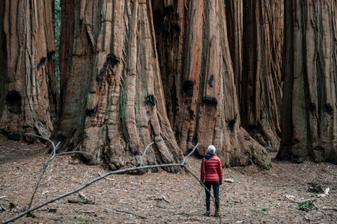 San Francisco : Circuit de 3 jours avec hébergement à Yosemite réservé aux femmes