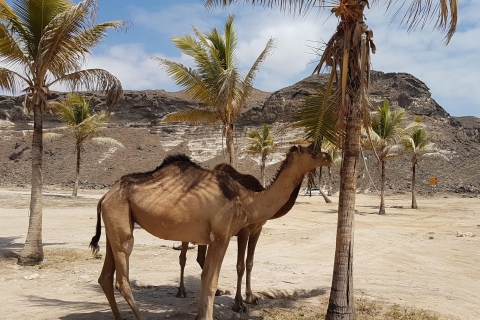 West Salalah strandsafari - Mughsail, Fazayah, spuitgatenDelen/groep: West Salalah volledige dagtour elke zaterdag