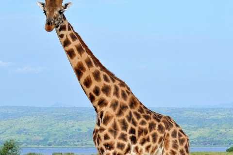 Visite du Centre des girafes, de l'orphelinat des éléphants et des Bomas du KenyaCentre des girafes, orphelinat des éléphants et journée des Bomas du Kenya