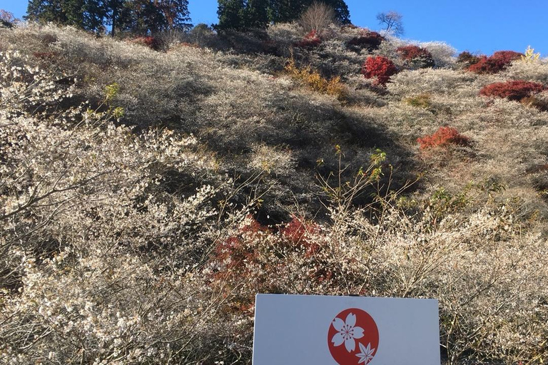 Nagoya: Obara Cherry Blossoms & Korankei Autumn Illumination