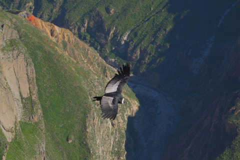 Excursión de un día al Cañón del Colca desde Arequipa con final en Puno