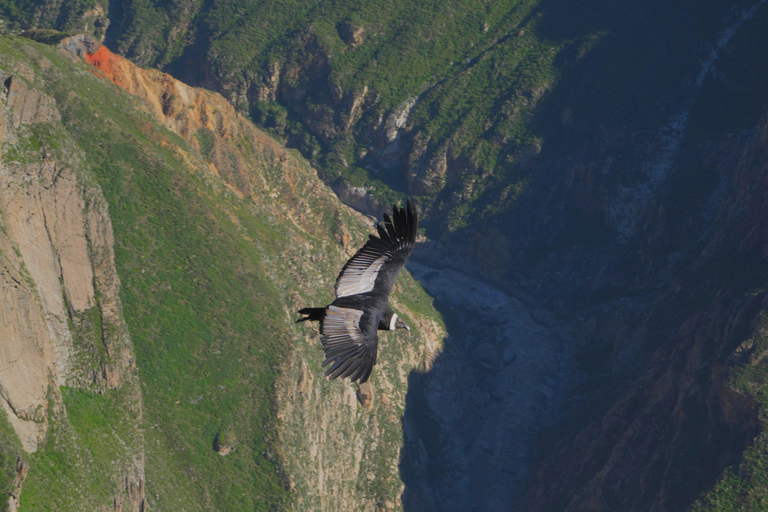 Excursión de un día al Cañón del Colca desde Arequipa con final en Puno