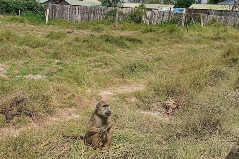 Nairobi: Amboseli National Park Day Trip with Lunch Luxury Landcruiser Option