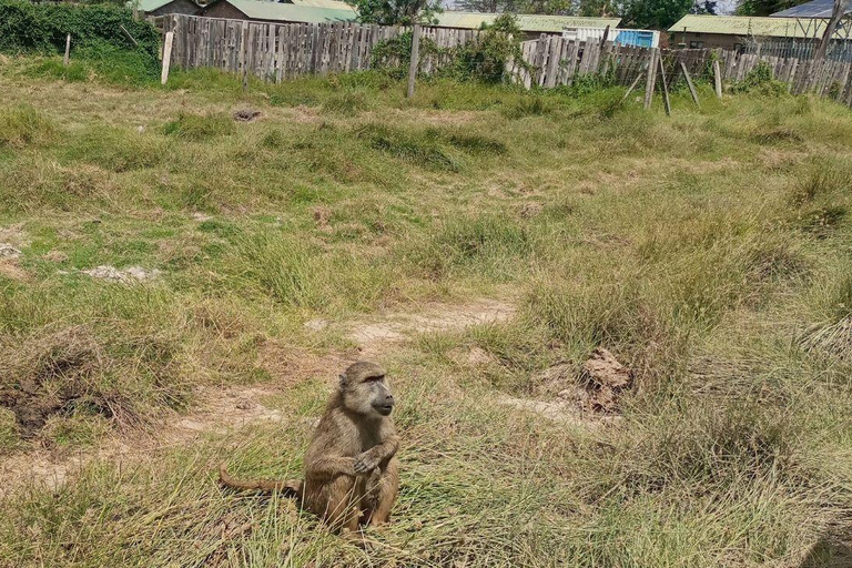 Nairobi: Amboseli National Park Day Trip with Lunch Luxury Landcruiser Option
