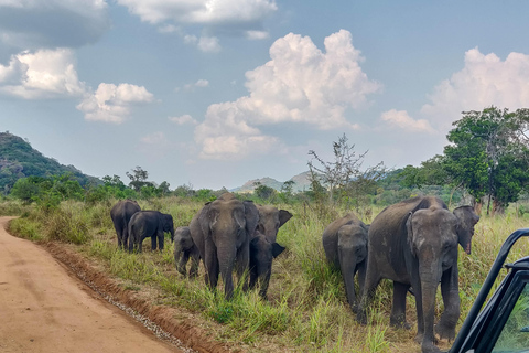Trincomalee: Minneriya Safari & Sigiriya/Dambulla Transfer