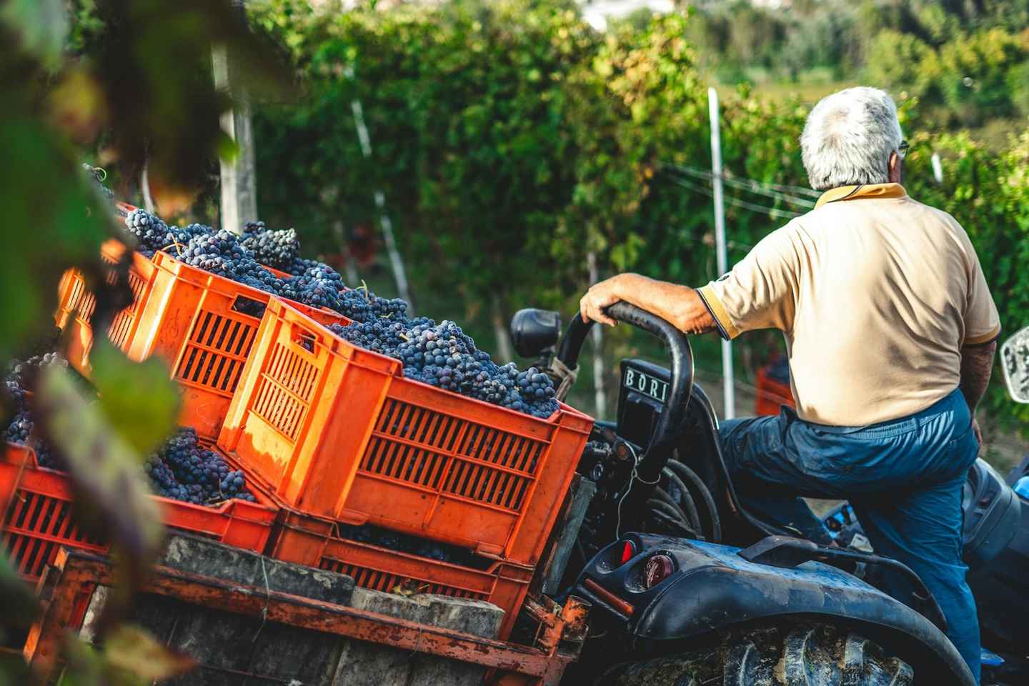 Wine Tasting & Vineyards Escape near Tirana