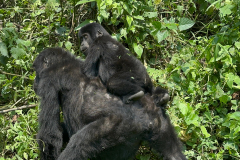 3-daagse gorillatrektocht Mgahinga Gorilla NP Oeganda via Rwanda