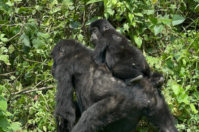 3-daagse gorillatrektocht Mgahinga Gorilla NP Oeganda via Rwanda