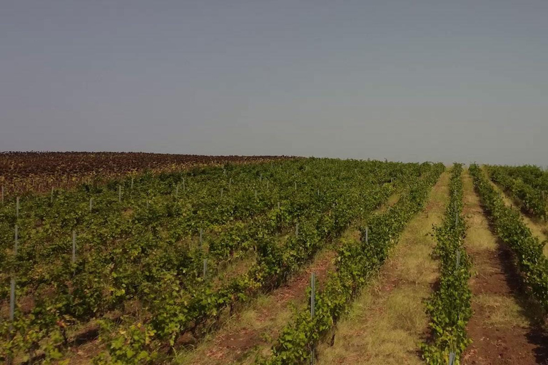 Thessaloniki, Halkidiki: Privétour langs wijn, honing en olijfolieThessaloniki, Chalkidiki: Privétour langs wijn, honing en olijfolie