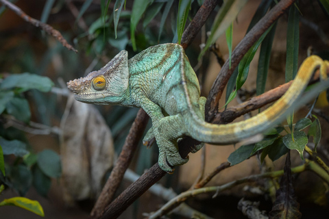 Chester: Inträdesbiljett till Chester Zoo