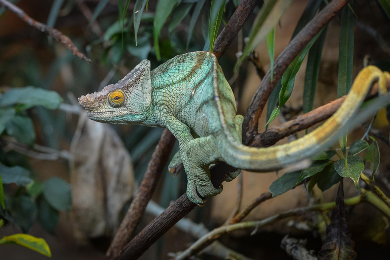 Chester: Chester Zoo toegangsbewijs