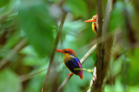 Colombo: Kithulgala Rainforest Birdwatching Tour & Lunch Colombo: Kithulgala Birdwatching Group Tour & Lunch