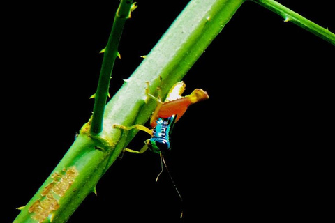 Manuel Antonio: Wildlife en Strand Tour in Nationaal ParkGroepsrondleiding (toegang tot park NIET inbegrepen)