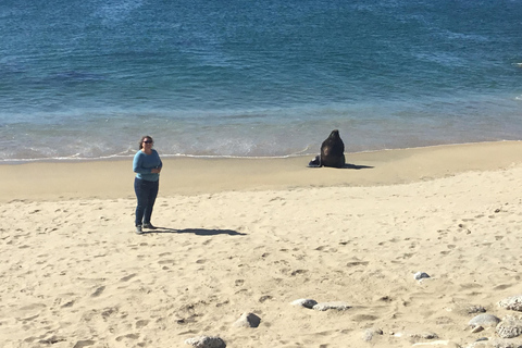 Valparaiso, Viña del Mar, vinícola, leões marinhos e passeio de barco