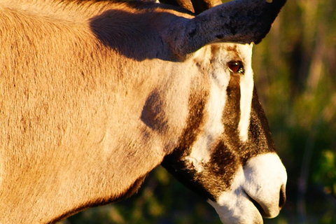 Etosha 3 days, 2 nights safari tour