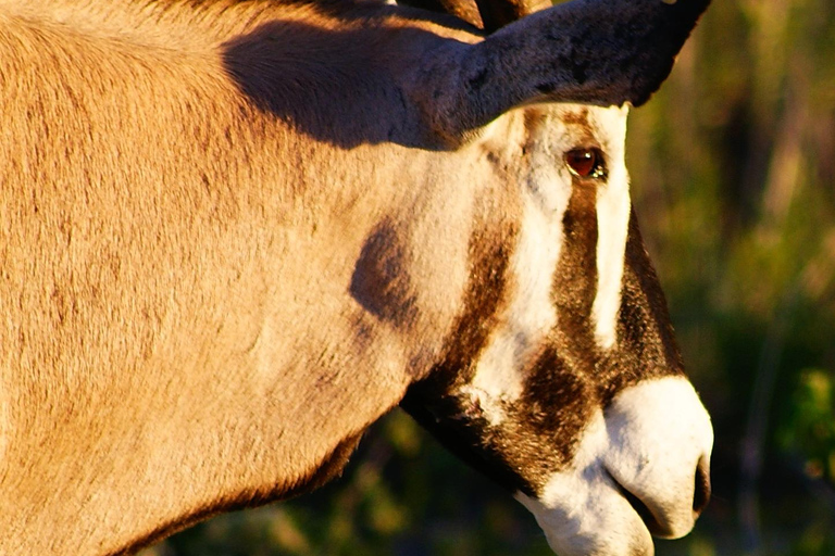 Etosha 3 days, 2 nights safari tour