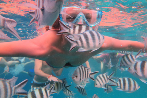 Snorkel en Mnemba y nado con delfines