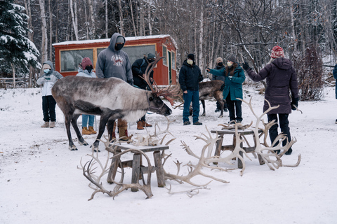 Fairbanks: Passeggiata con le renne con trasporto