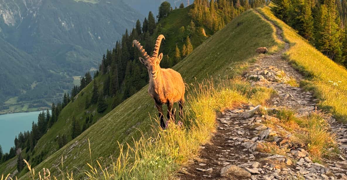 Afbeelding 5 van Interlaken: Top de Augstmatthorn met een Zwitserse triatleet