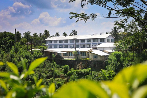 Tea Factory Tour with Tea Tasting , Pickup and Drop off