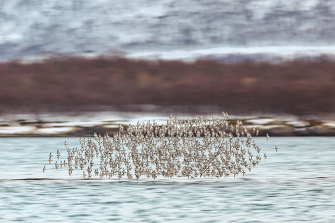 Tromsø: Fjord & History Cruise