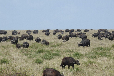 Nairobi: 3-Day epic trip to Maasai Mara Reserve with meals 3 days, 2 nights private safari to Mara in a tourist VAN