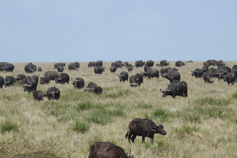 Nairobi: 3-Day epic trip to Maasai Mara Reserve with meals 3 days, 2 nights private safari to Mara in a tourist VAN