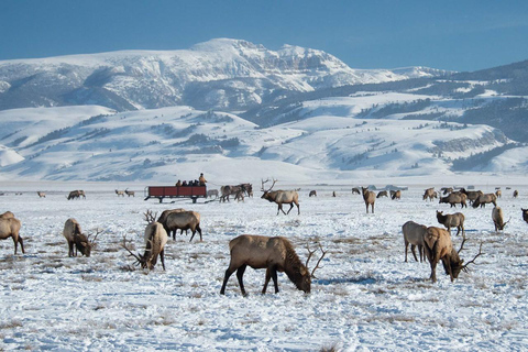 Salt Lake City: 4-Day Yellowstone & Grand Teton Winter Tour
