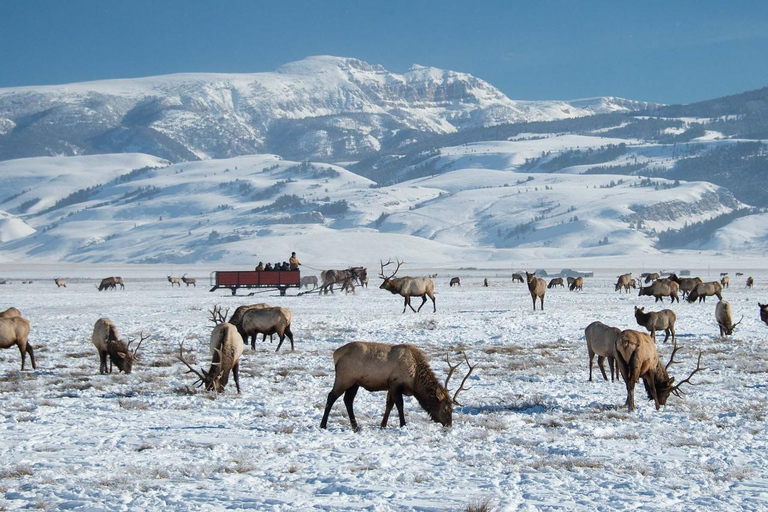 Salt Lake City: 4-Day Yellowstone & Grand Teton Winter Tour