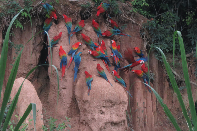 Puerto Maldonado: Tambopata Expeditions 4 Days (expeditions) Puerto Maldonado: Tambopata Expeditions 4 days (expeditions)