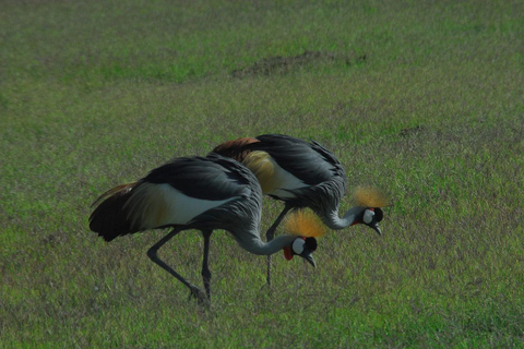 Pernoita no Safari em grupo no Parque Nacional Amboseli