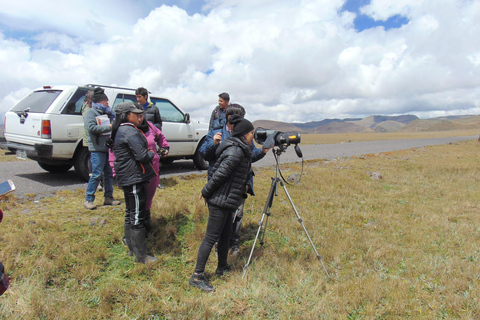 Antisana Nationaal Park - Andes Condor spotten