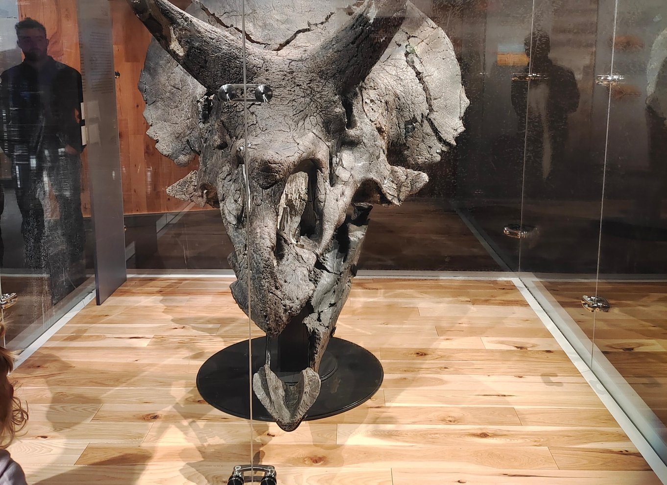 Badlands-tur: Drumheller med museum, hoodoos og dinosaurer