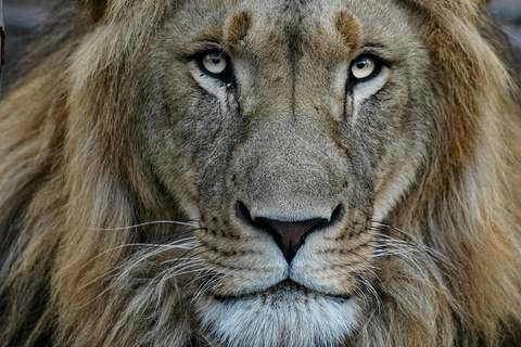 Tanzania Safari: Explore Tarangire and Lake Manyara's Wilds