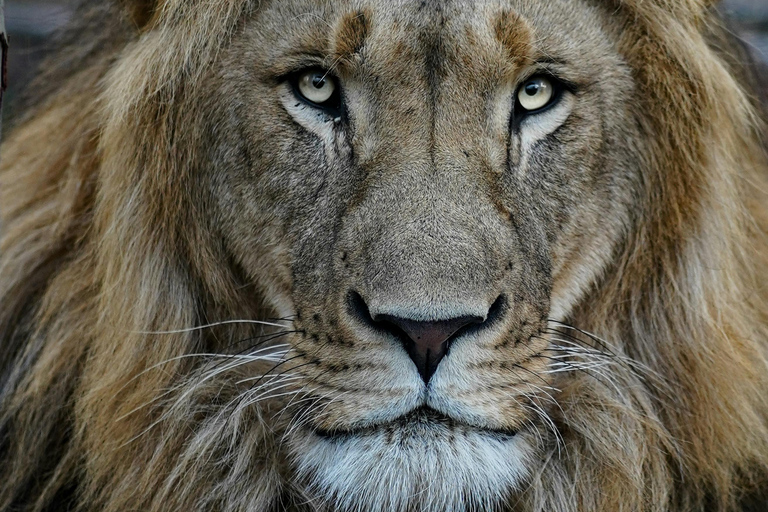 Tanzania Safari: Explore Tarangire and Lake Manyara's Wilds