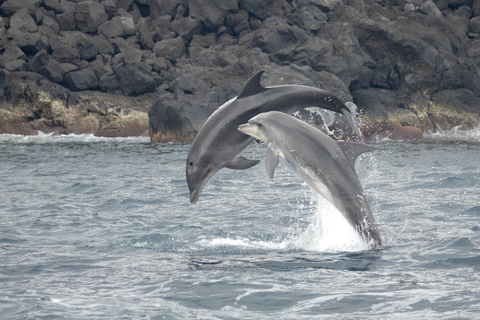 São Miguel : Observation des baleines et nage avec les dauphins sauvages - Journée complète