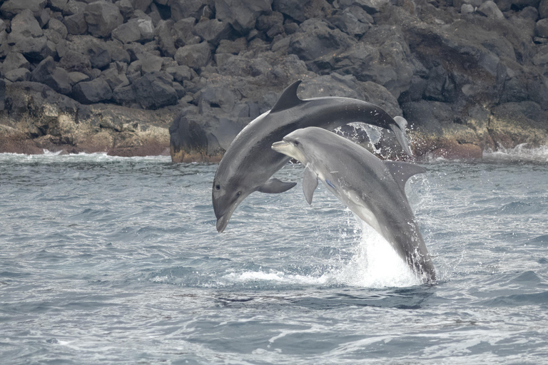 São Miguel : Observation des baleines et nage avec les dauphins sauvages - Journée complète