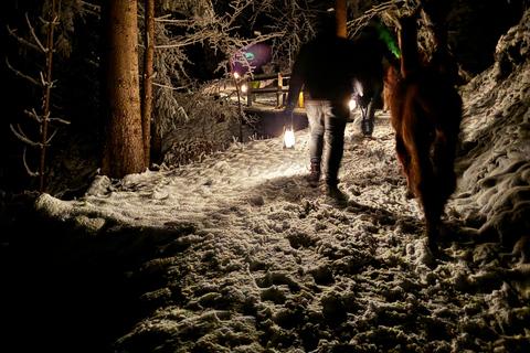 Guided llamawalk with a traditional, homemade cheesefondue