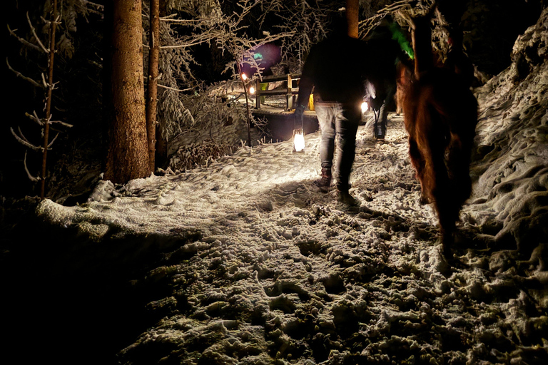 Guided llamawalk with a traditional, homemade cheesefondue