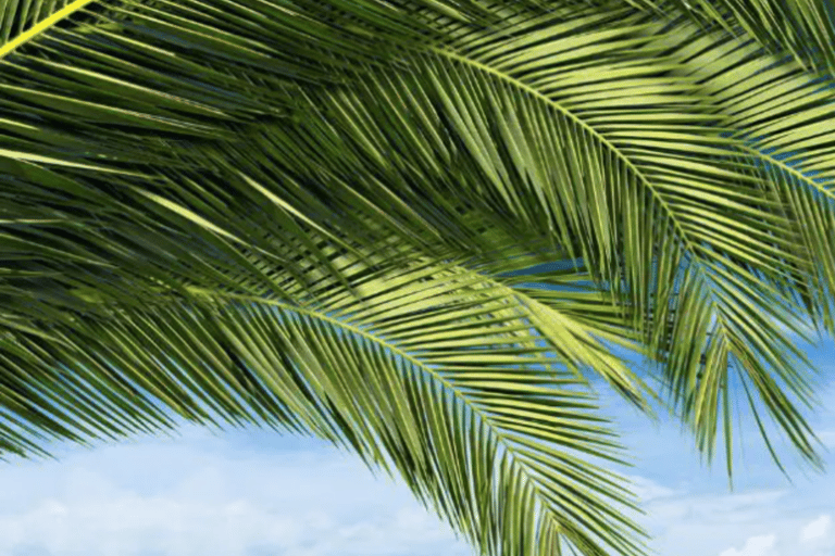 Key West: Serviços de bagagemEntrega no aeroporto