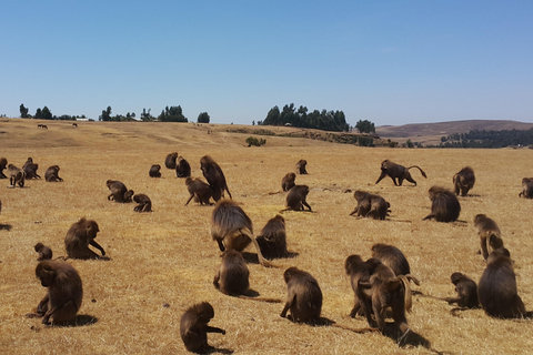 Ethiopia: 23-Day Grand Tour with Trekking & Camping