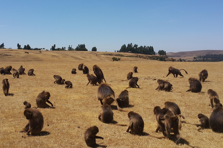 Ethiopia: 23-Day Grand Tour with Trekking & Camping