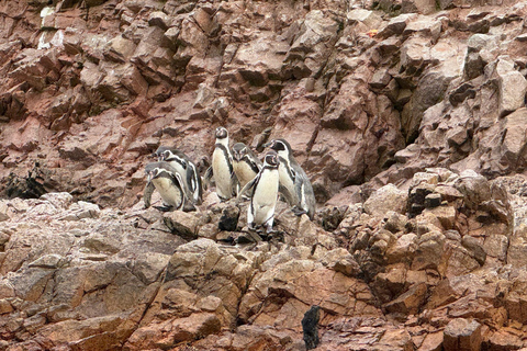 Paracas e Huacachina: Ilhas, Dune Buggy e Piquenique ao Pôr do SolParacas e Huacachina: Ilhas, Buggy nas Dunas e Piquenique ao Pôr do Sol