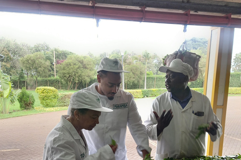 Nairobi: excursão de meio dia a uma fazenda de chá com almoço e degustação de chá.Nairóbi: Passeio de meio dia para tomar chá com almoço e degustação de chá.