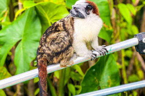 Iquitos: Tour di un giorno dell&#039;Isola delle Scimmie e del Villaggio Nativo