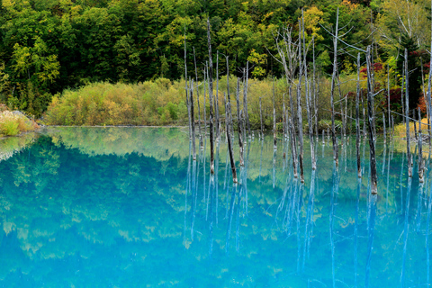 Hokkaido Summer Nature Experience: Furano & Biei