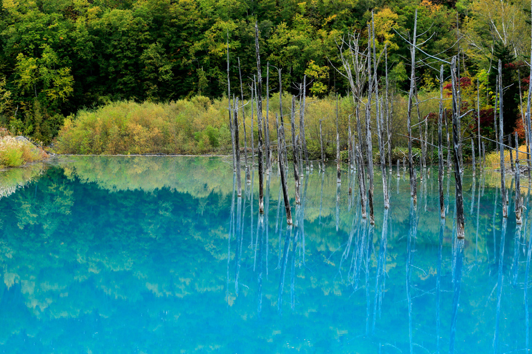 Hokkaido Summer Nature Experience: Furano & Biei