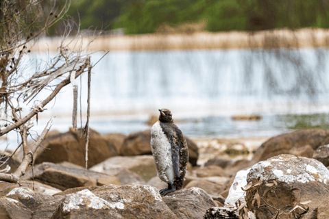 Excursão exclusiva à Ilha Bruny - Hobart e Sudeste da Tasmânia